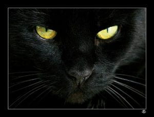 Muso di gatto nero e occhi gialli