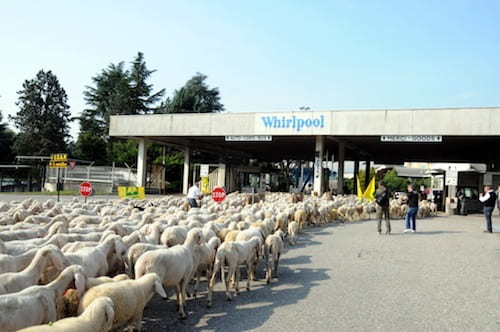 La Whirlpool assume 1200 pecore