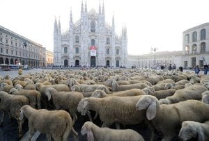 Gregge di pecore in Piazza Duomo a Milano