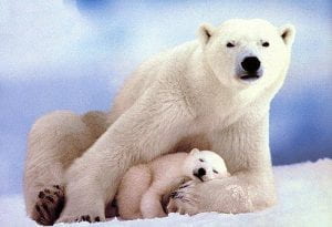 Orsa polare con cucciolo