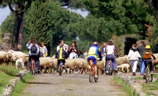 Ciclisti bloccati da gregge di pecore