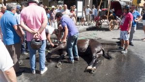 Un cavallo sdraiato per terra soccorso da della gente.