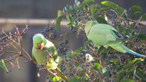 Due pappagalli verdi su un ramo.