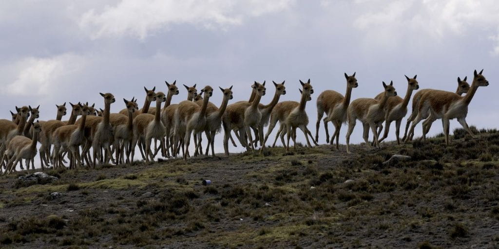 una fila di animali selvatici delle Ande
